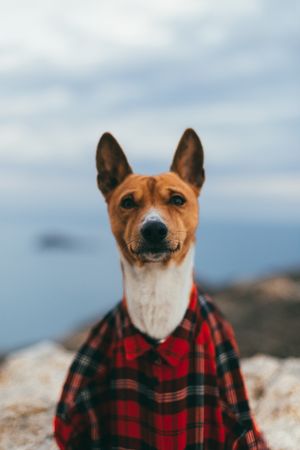 Dog wearing plaid shirt on the coast