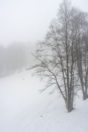 Trees seen through snow falling in Caucasus mountains