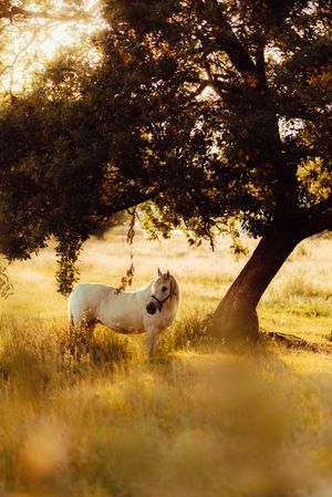 Horse grazing in meadow near tree