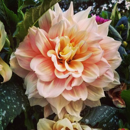 Peachy cream dahlia