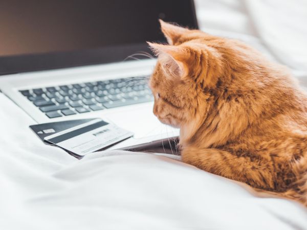 Cute ginger cat lying in bed with laptop and credit cards