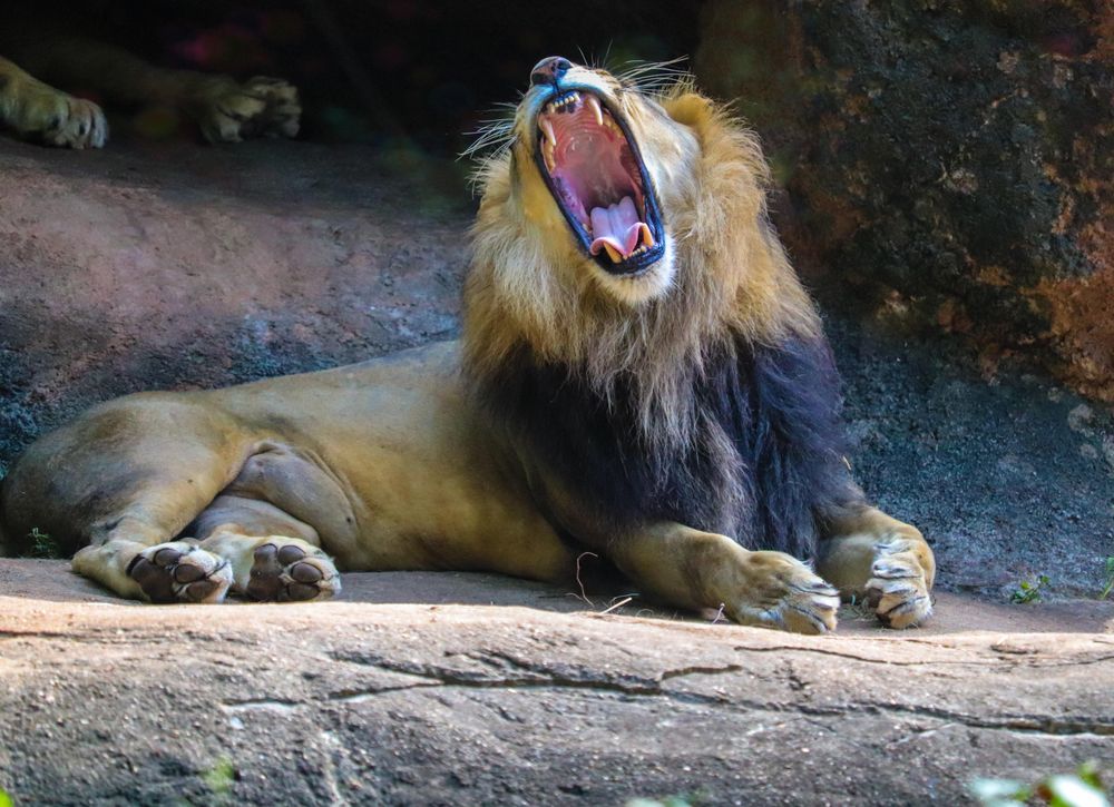 Lion yawning at daytime