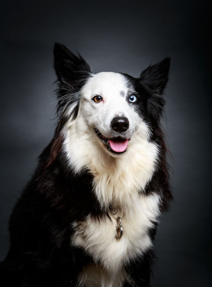 Funny dog with different eyes