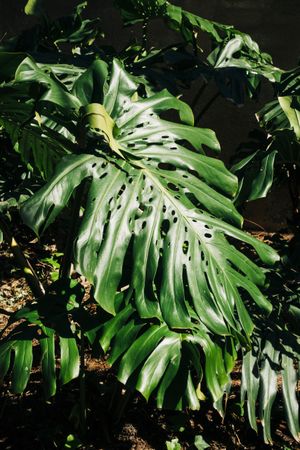 Big green leaf
