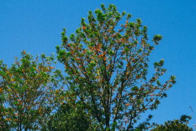 Lush Green Tree With Orange Flowers Blooming Against A Clear Blue Sky