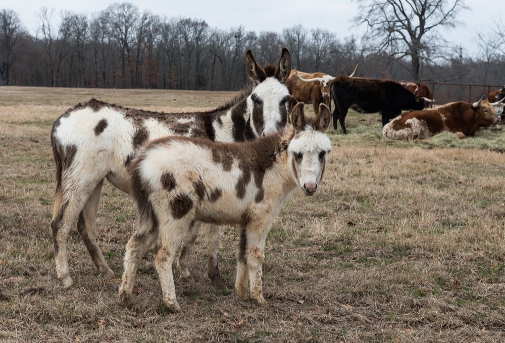 Colorful donkeys on a ranch near Mount Pleasant, Texas
