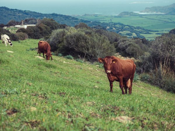 Cows pasturing on green hill in Menorca