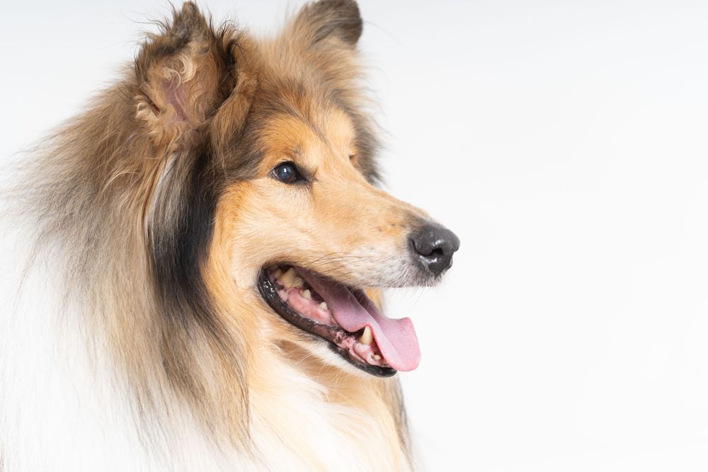 Portrait of Scottish shepherd in studio shoot