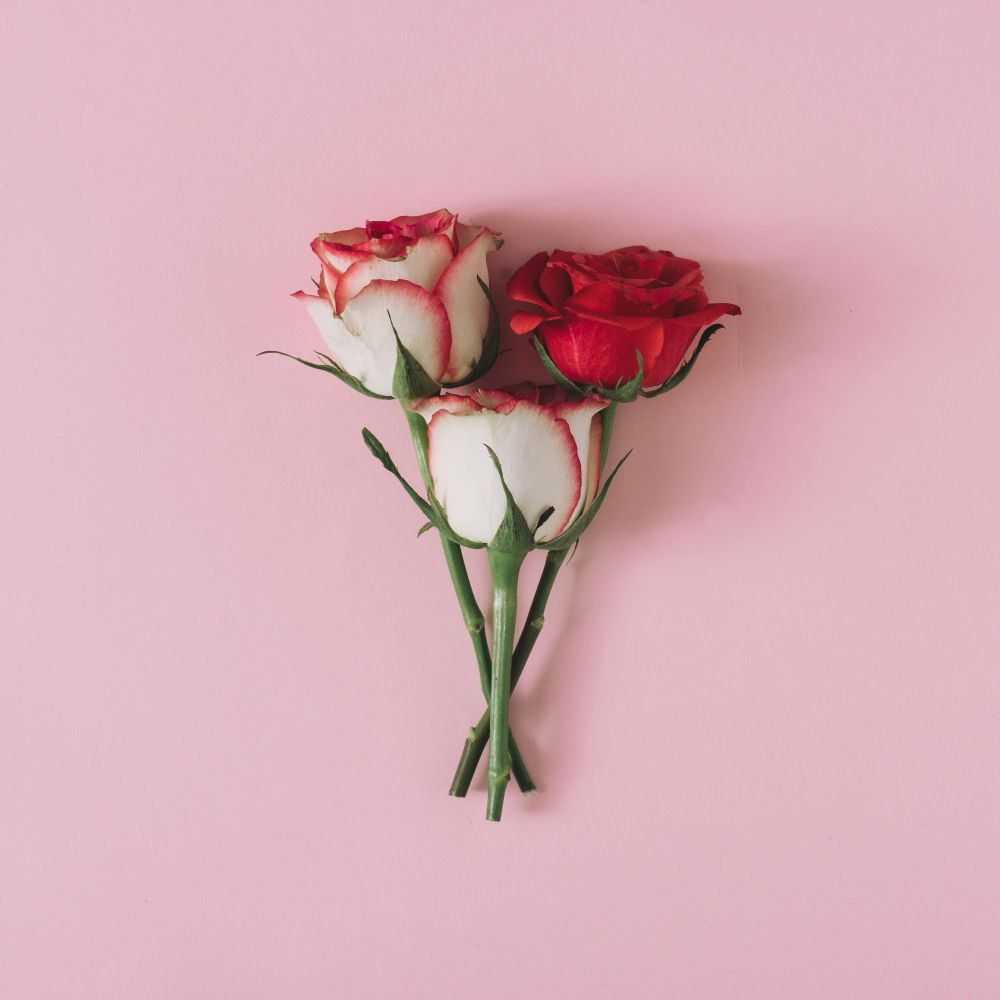 Roses on pink background