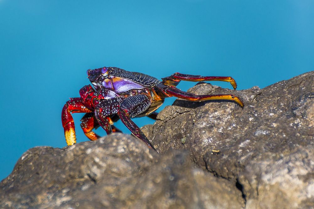 Atlantic rock crab