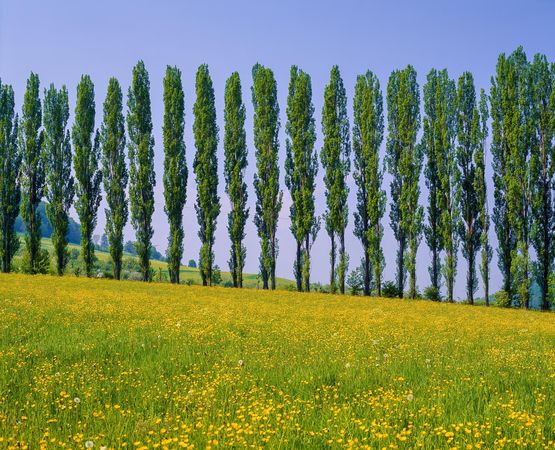 Green grass field with greeb trees in Stuttgart, Baden-Württemberg, Germany