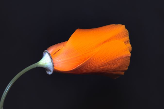 Side view of orange poppy