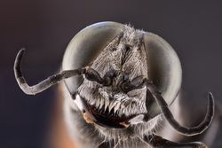 Flies head with big brown eyes on sides