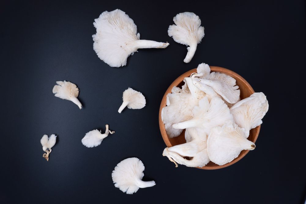 Fresh oyster mushrooms or tiram mushrooms