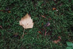Autumn leaves on grass in park