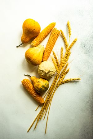 Raw pumpkin, corn and wheat ears as a autumnal harvest concept