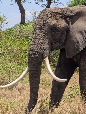 Majestic elephant walking in the african savanna of Kenya