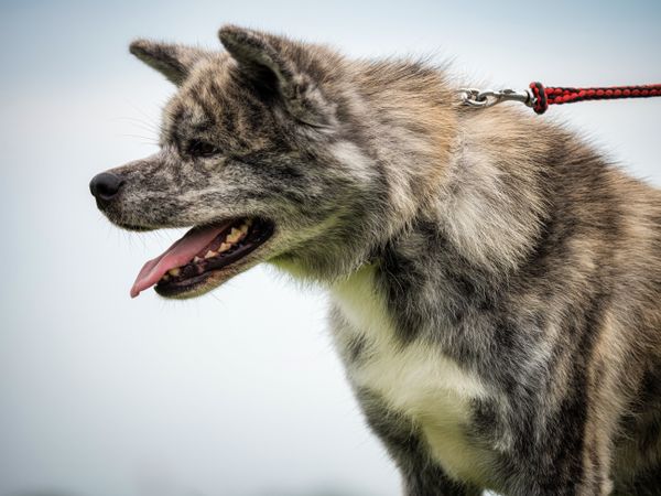 Beautiful dogs at an outdoor dog show.