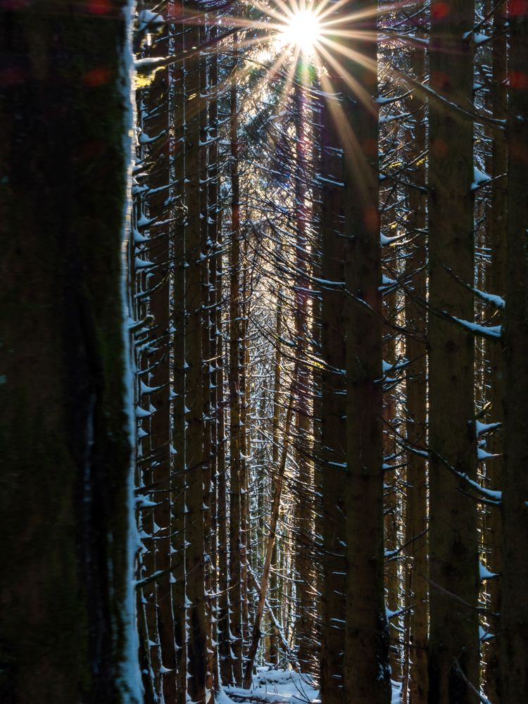 Beautiful snowy forest in the Vosges mountains.