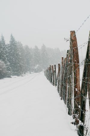 Winter forest with snowy trees
