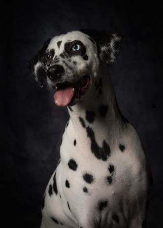 Calm adult interested Dalmatian dog