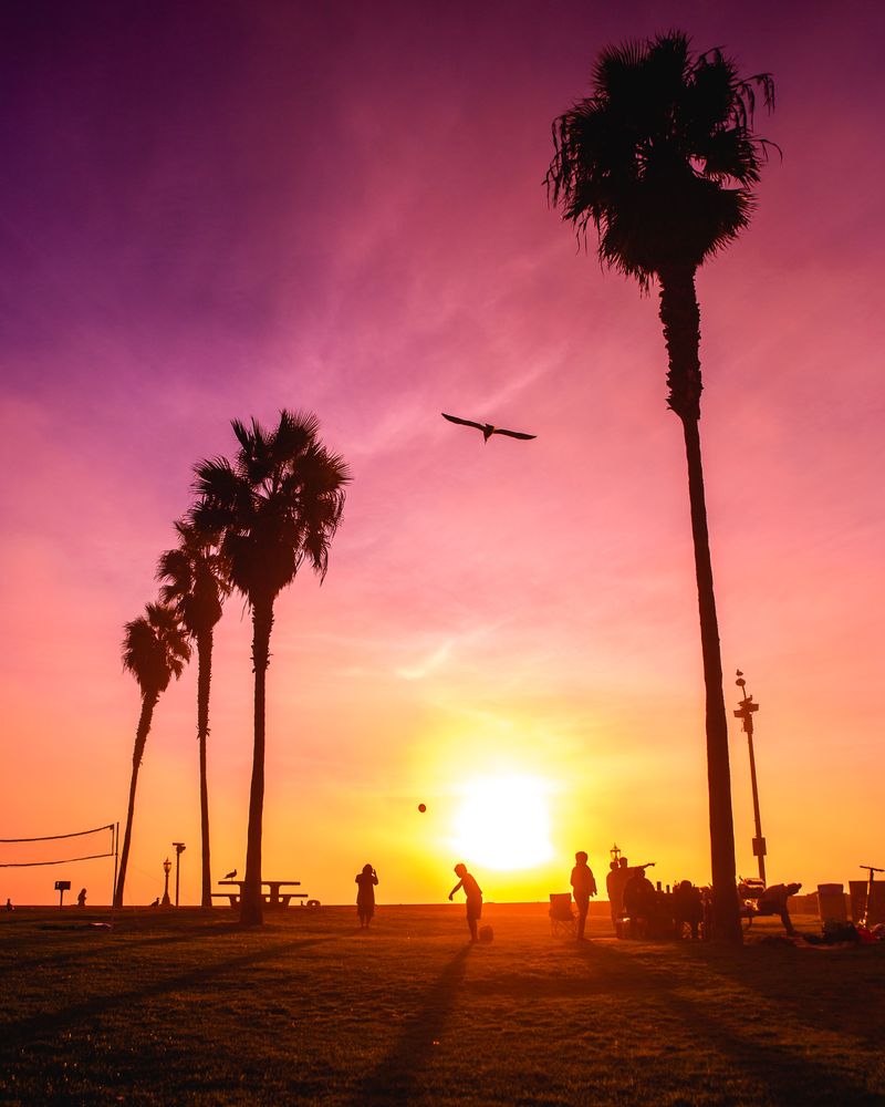 People playing at the park near palm trees during sunset