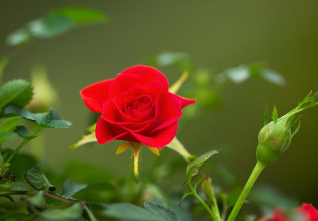 Wild red rose in bloom during spring season