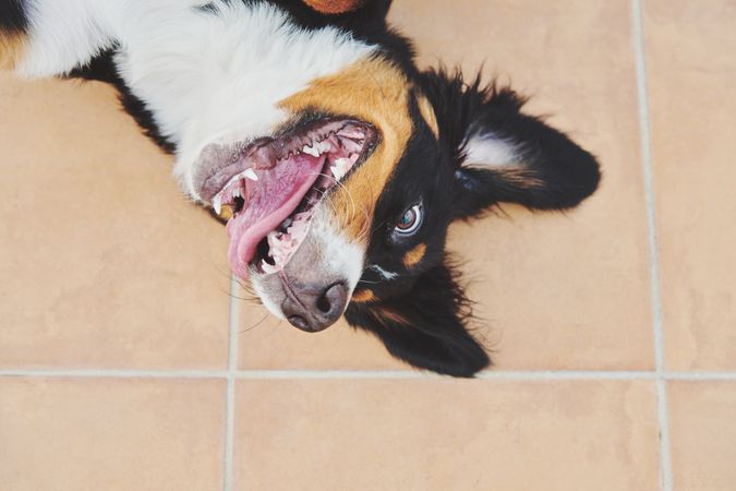 Close up of bernese dog rolling around on deck