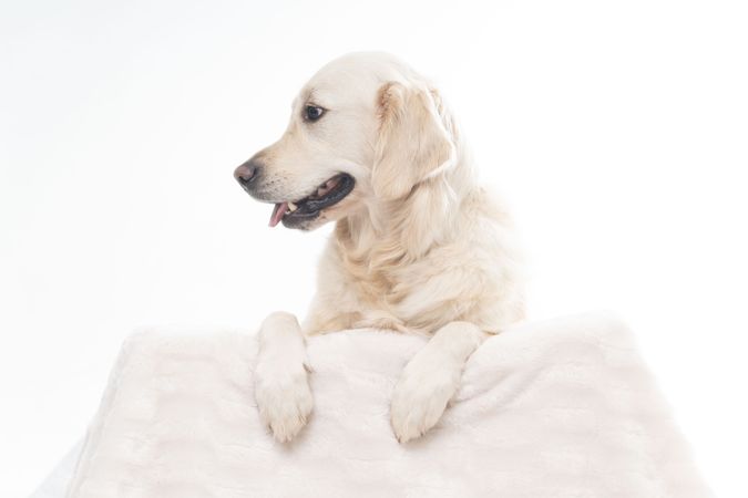 Cute golden retriever looking around on back of sofa