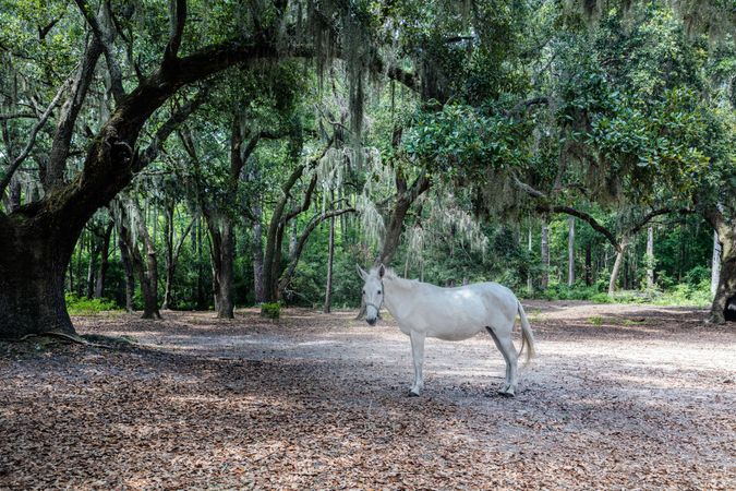 Horse at Brookgreen Gardens, Murrells Inlet, South Carolina