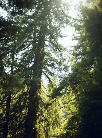 High green trees in forest in summer