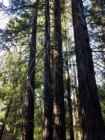 Redwood forest grove