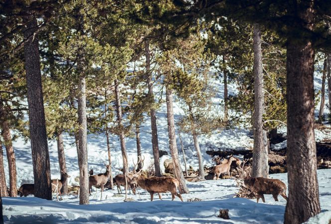 Noble deers near trees between snow