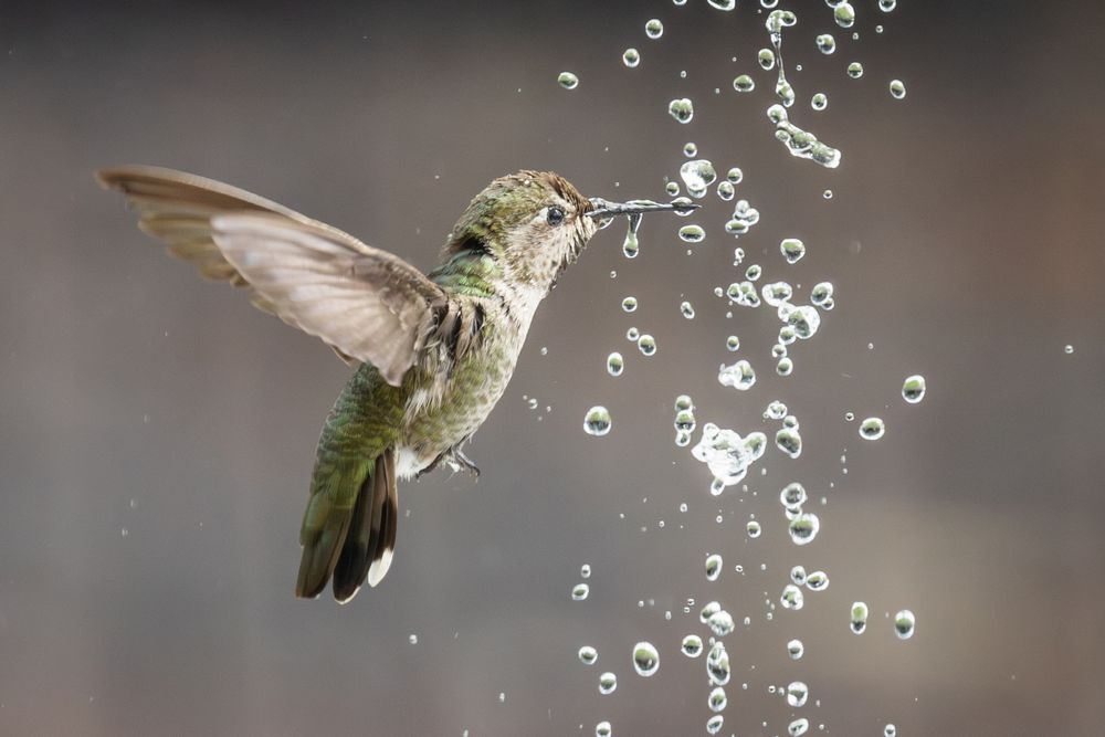 Beautiful Immature Male Anna's Hummingbird Enjoying The Water Fountain