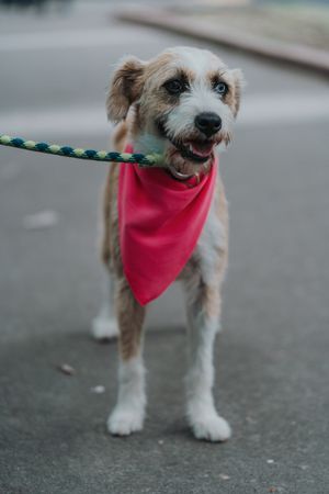 Happy mongrel dog walking in street