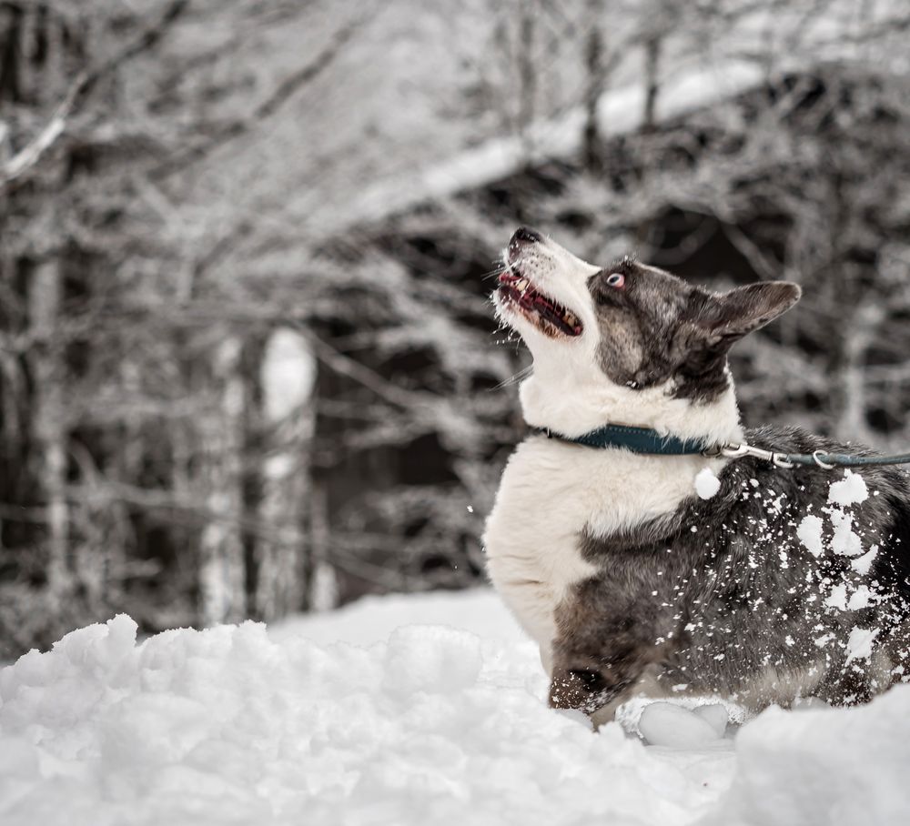 Funny corgi in the winter forest plays with snow.