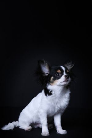A long-haired Chihuahua is sitting, against a dark background, looking up to the right