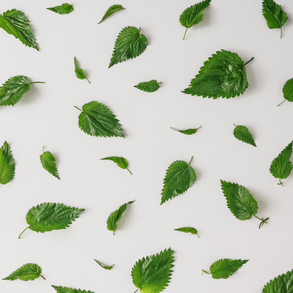 Pattern of nettle leaves on light background