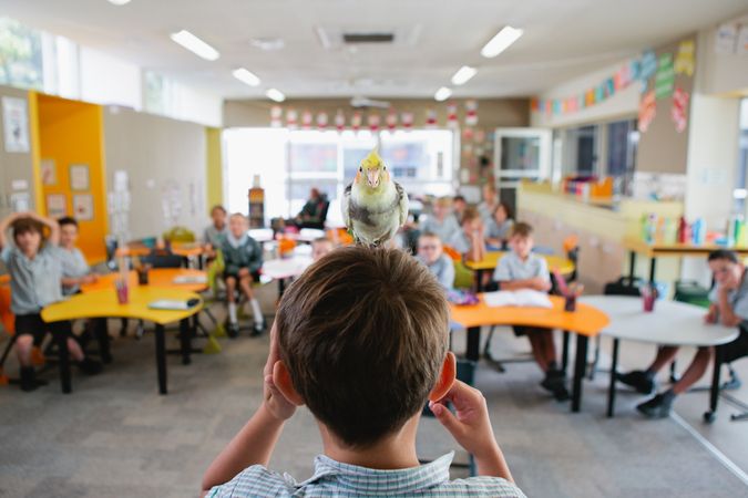 Parrot standing on a boy's head looking at his classmate in classroom