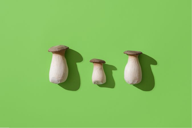 Boletus edulis mushroom on green background, top view