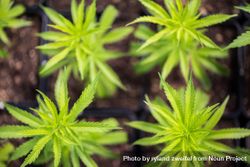 Cannabis plant leaves 5RrXB5