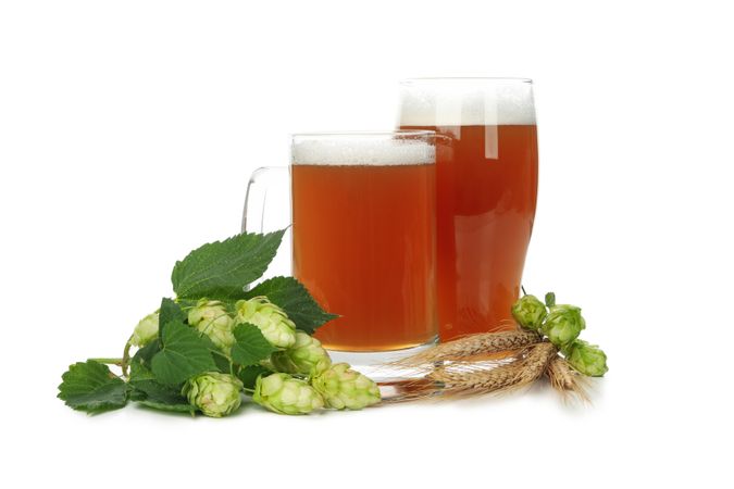 Beer and green hop isolated on light background