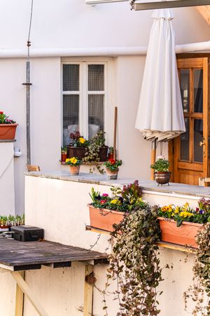 Rural yard with flowering plants