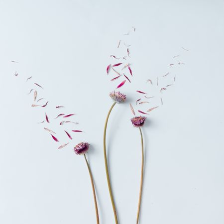 Three pink flowers with petals blown off on light  background