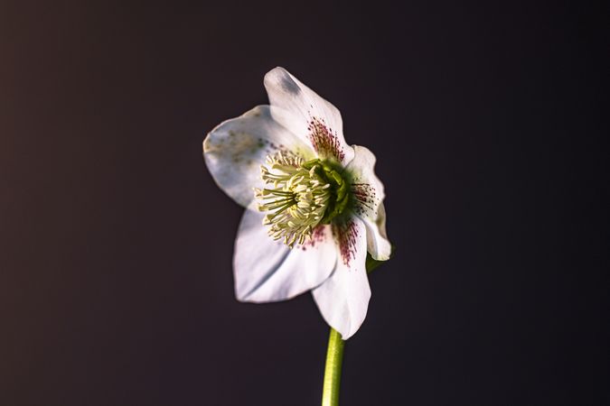 Side of hellebore flower in dark studio