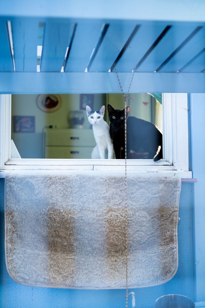 Two cats sitting in a window looking out