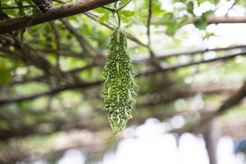 Bitter Gourd or Corolla raw healthy vegetable hanging on the garden tree with the blurry background