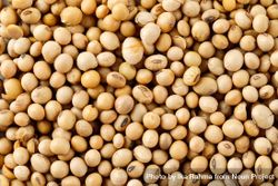 Close up of soybeans texture 0vvNR0