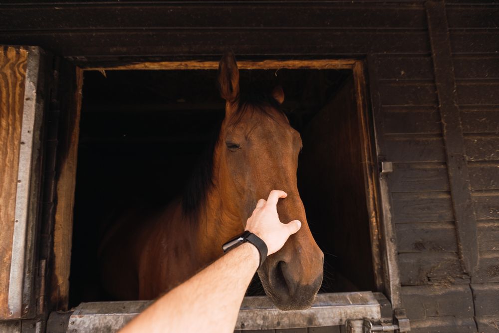 Person petting chestnut horse in wooden stable