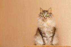 Elegant grey cat sitting up